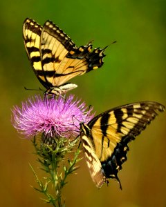 Eastern Tiger Swallowtail Butterflies