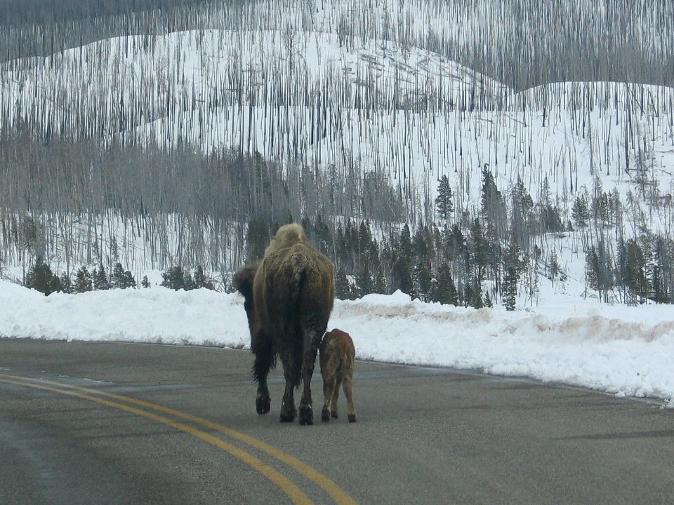 Bison at Steamboat Point (2)
