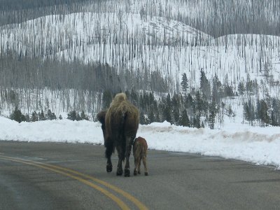 Bison at Steamboat Point (2)