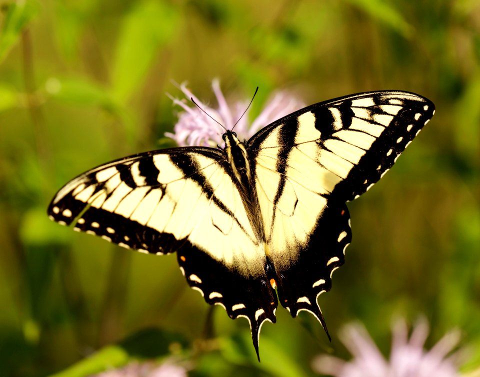 Swallowtail and Wild Bergamot