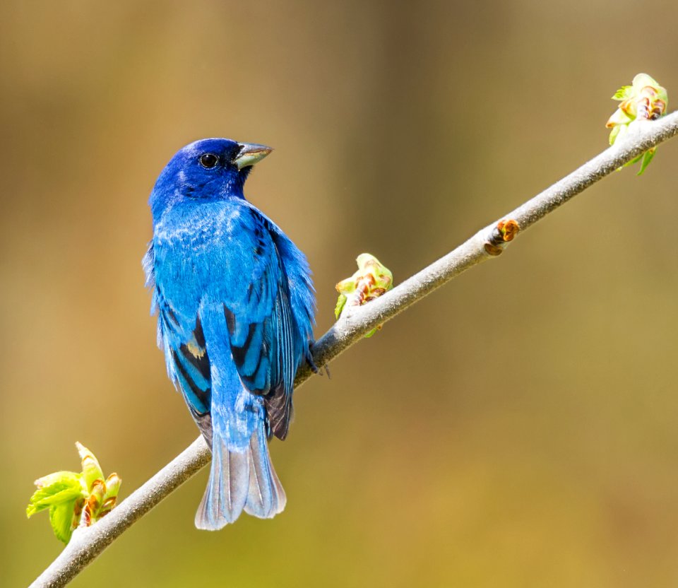 Indigo Bunting (male) photo