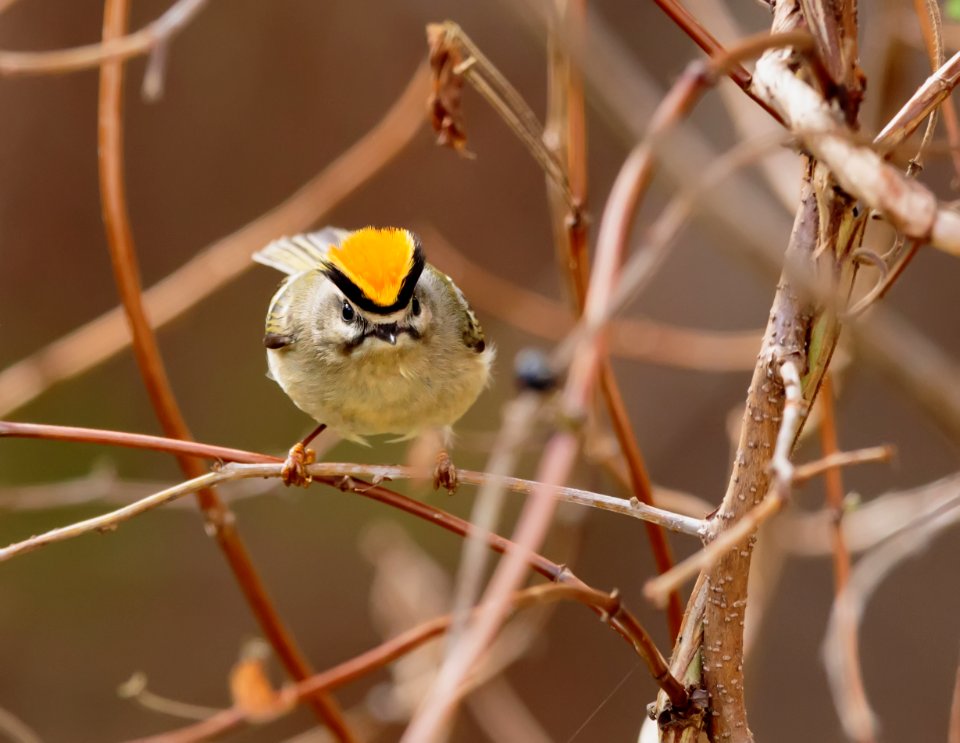 Golden-crowned Kinglet