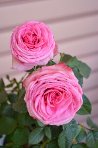 Nature pink transient