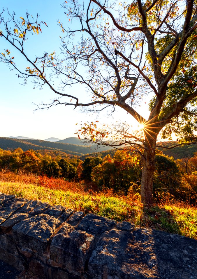 Fall Sunstar