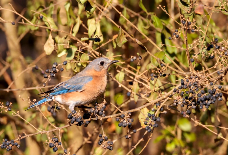 Eastern Bluebird (female)