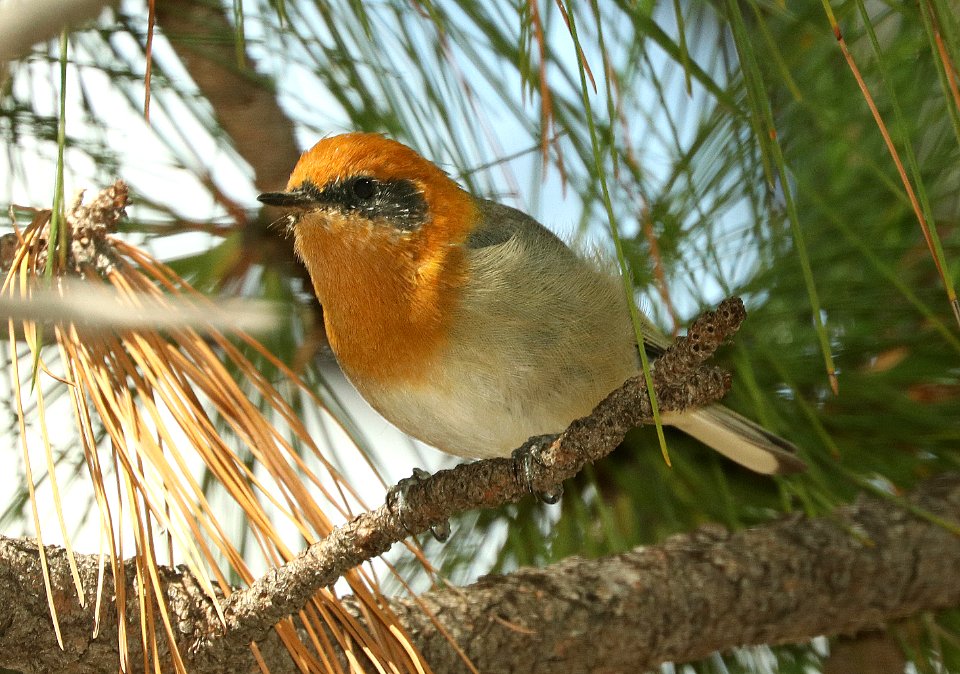789 - OLIVE WARBLER (9-12-2019) reef townsite c g, huachuca mts, cochise co, az -01