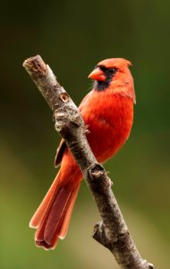 Northern Cardinal photo