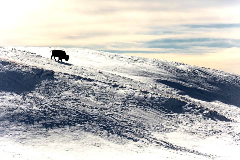 Lone Bison silhouette in Hayden Valley (2)