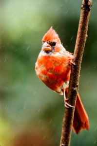 Red in the Rain