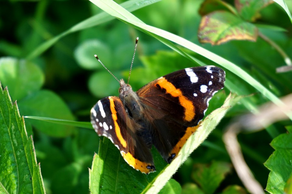 Red Admiral Butterfly