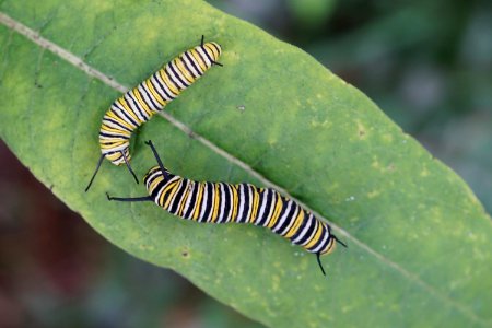 Monarch Caterpillar