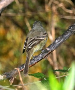580 - DUSKY FLYCATCHER (3-22-2017) patagonia lake, santa cruz co, az -02 bird 2
