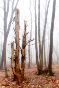 Old Snag Near Corbin Cabin