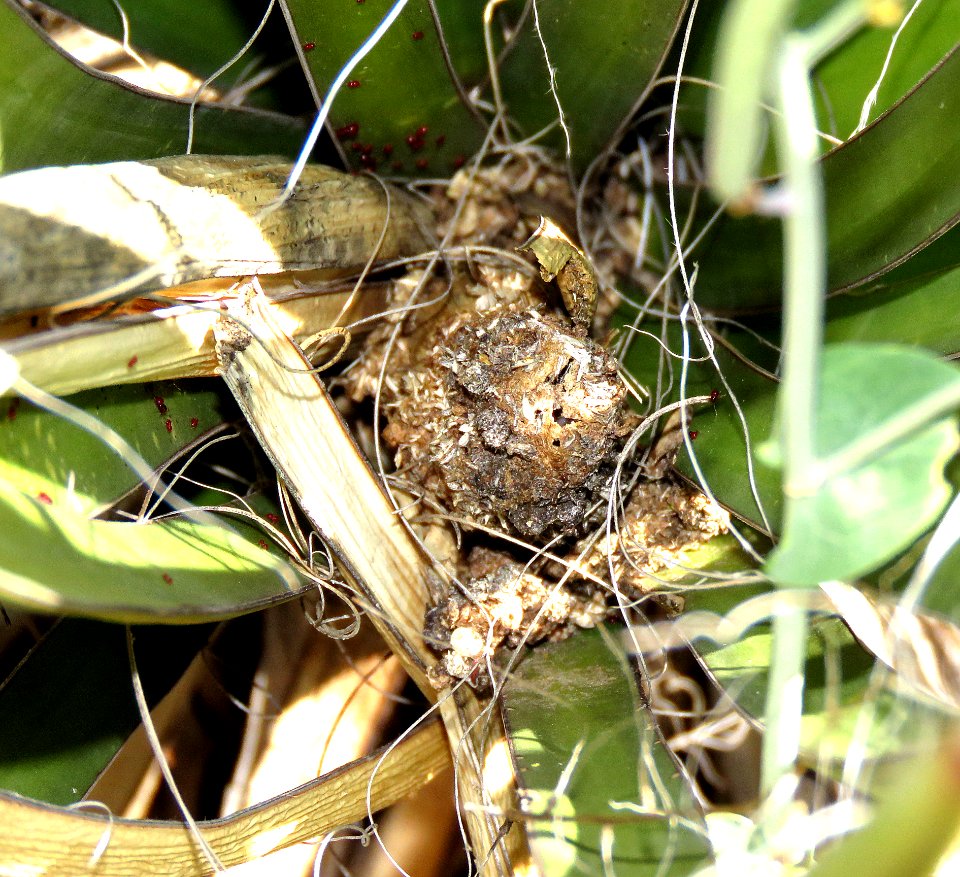 YUCCA GIANT-SKIPPER (Megathymus yuccae) "NEST" (3-16-2020) near Colossal Cave, pima county, az -01