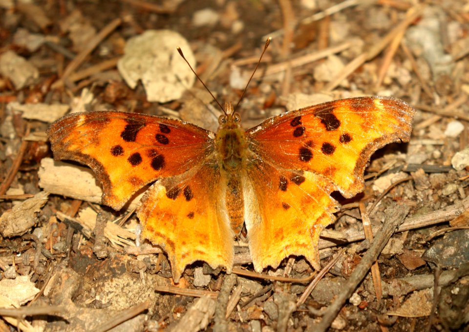 COMMA, SATYR (Polygonia satyrus) (8-9-2019) 8000 ft, iron creek c g, gila nat for, grant co, nm -01