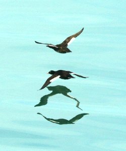 054 - WHITE-WINGED SCOTER (6-20-2019) cross sound, ak -04