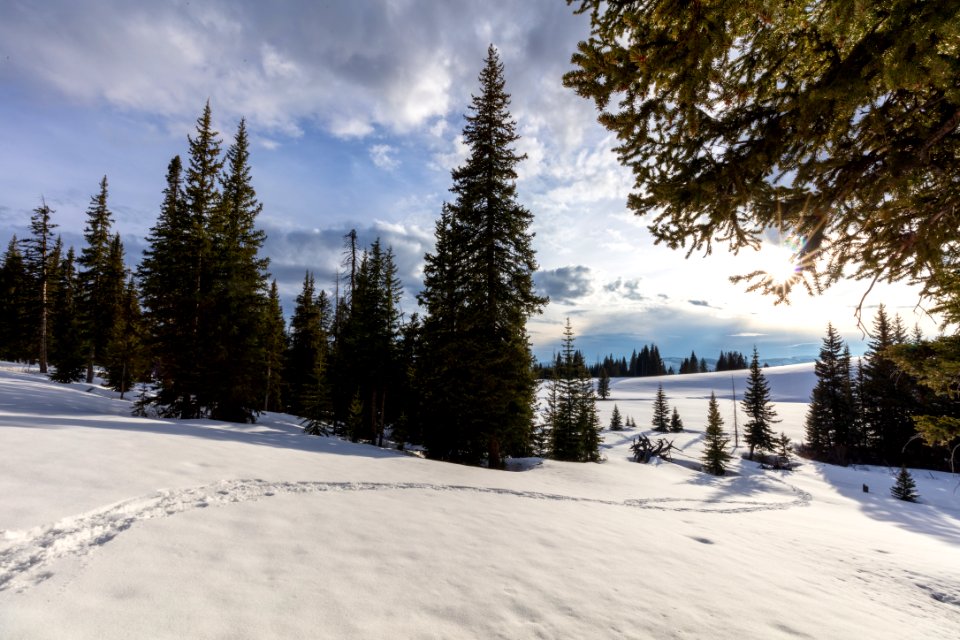 Snowshoe tracks on the Buffalo Plateau Trail at sunset