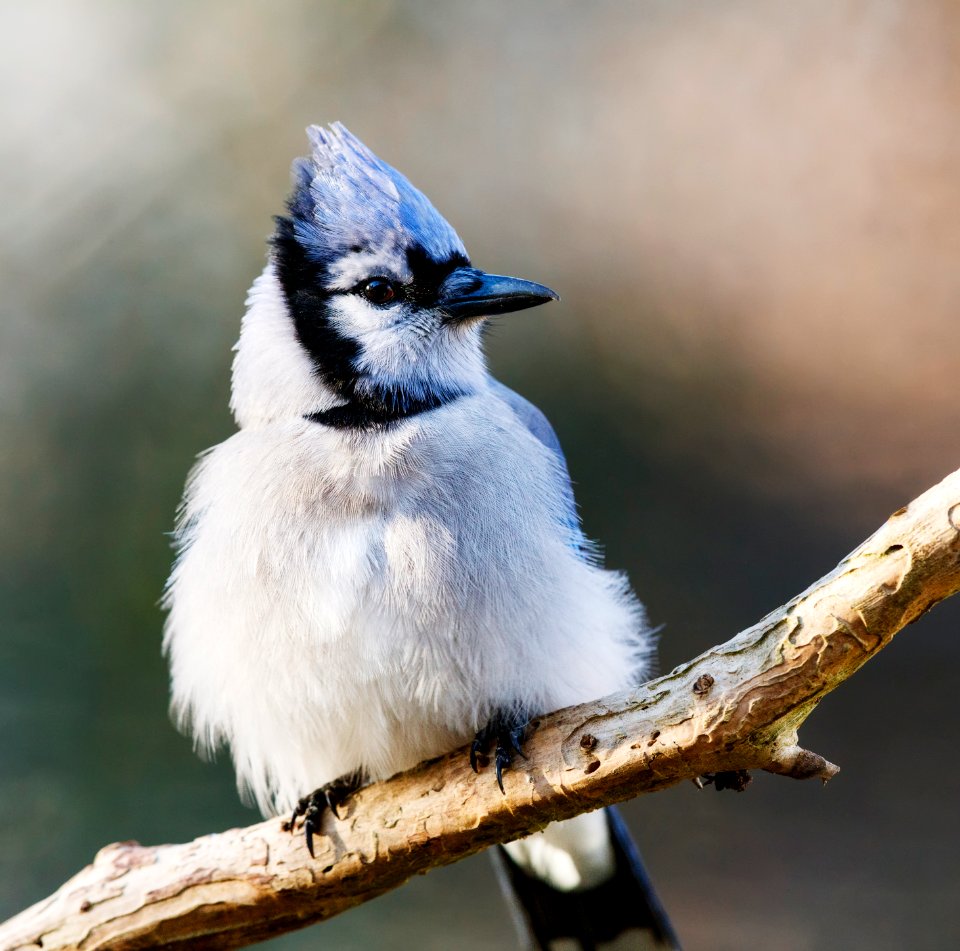 Cold Weather = Puffy Feathers