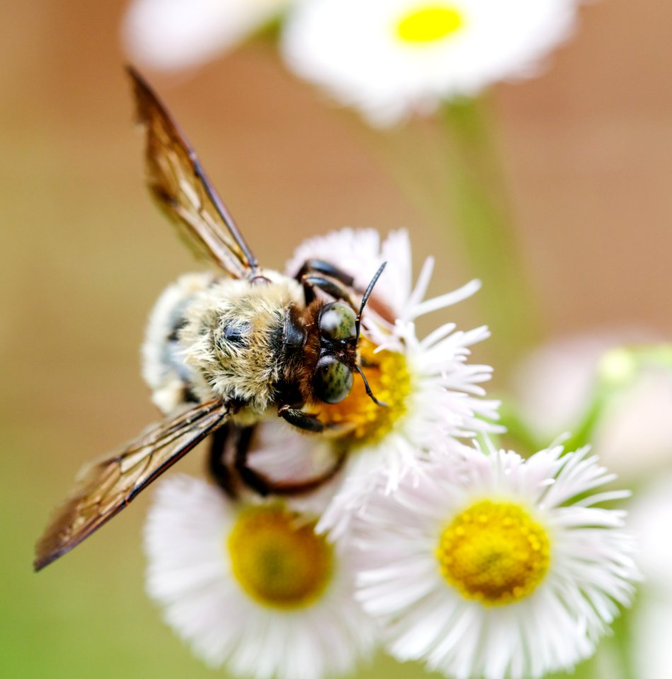 Bumble Bee on Daisy Fleabane