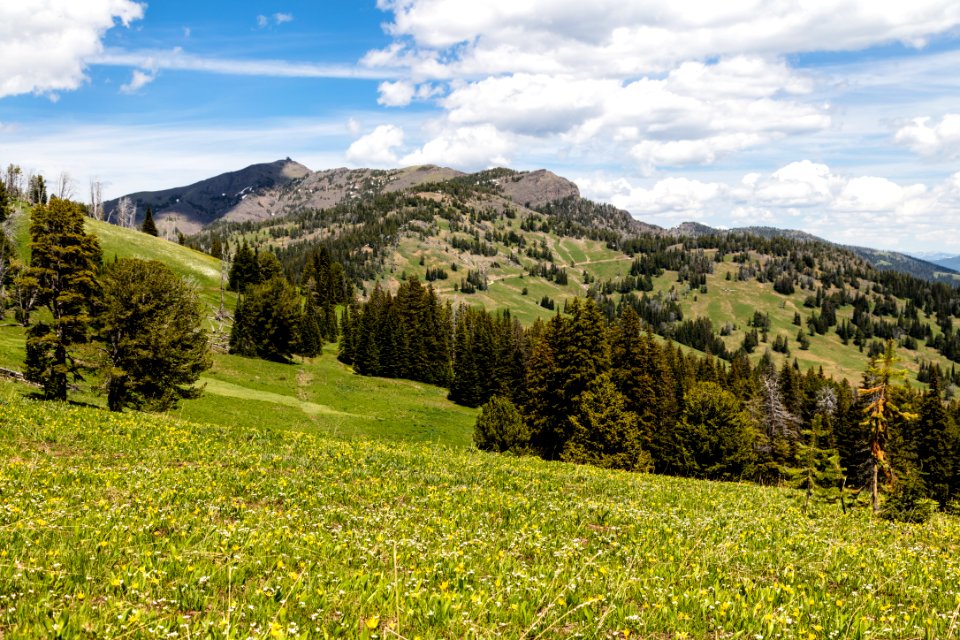Wildflowers and Mt. Washburn near Dunraven Pass