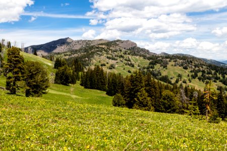 Wildflowers and Mt. Washburn near Dunraven Pass