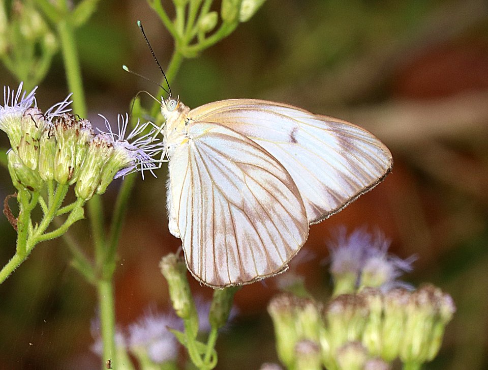 WHITE, GREAT SOUTHERN (Ascia monuste) (10-25-2020) laguna vista nature trail, cameron co, tx -01