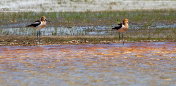 American Avocets at Turquoise Pool