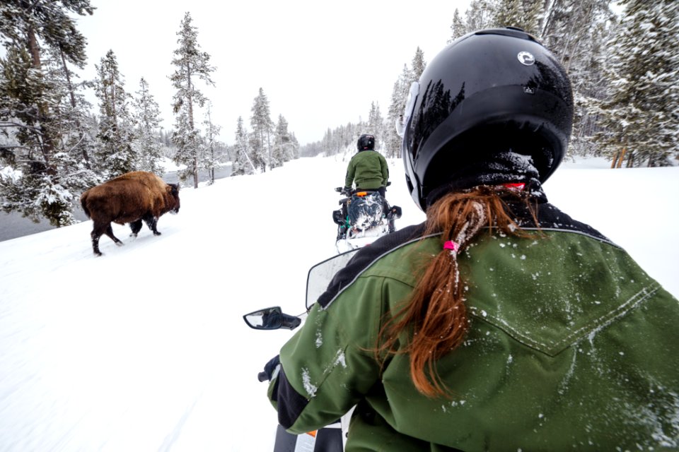 Passing a bison in the road on snowmobiles