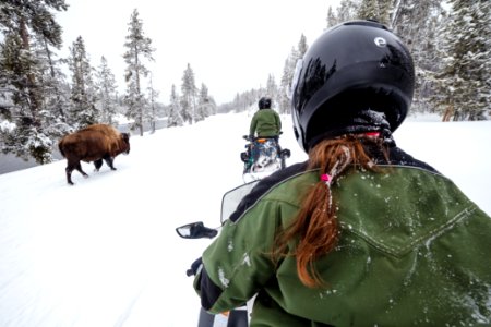 Passing a bison in the road on snowmobiles photo