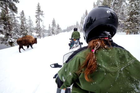Passing a bison in the road on snowmobiles