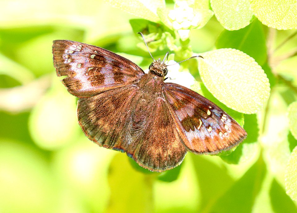 DUSKYWING, FLORIDA (Ephyriades brunneus)(1-3-2020) key west, florida -03