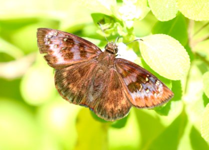 DUSKYWING, FLORIDA (Ephyriades brunneus)(1-3-2020) key west, florida -03