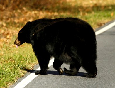 American Black Bear