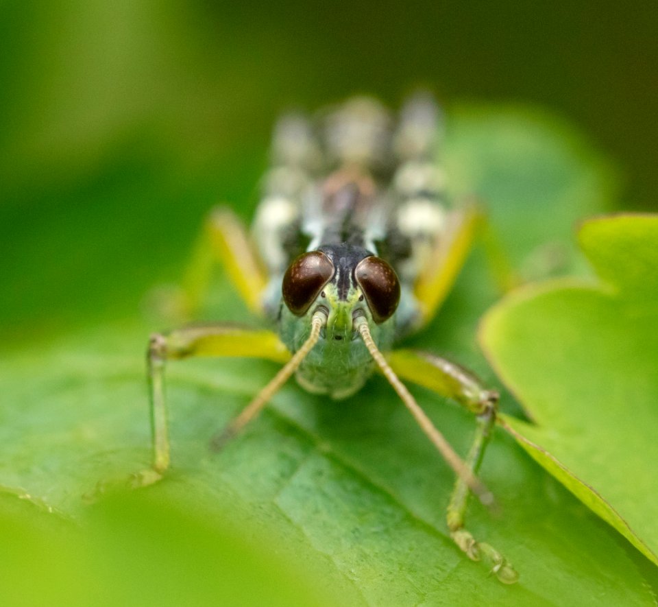 Grasshopper