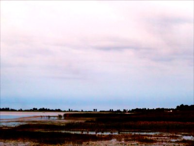 Lake Erie Reed Bed photo