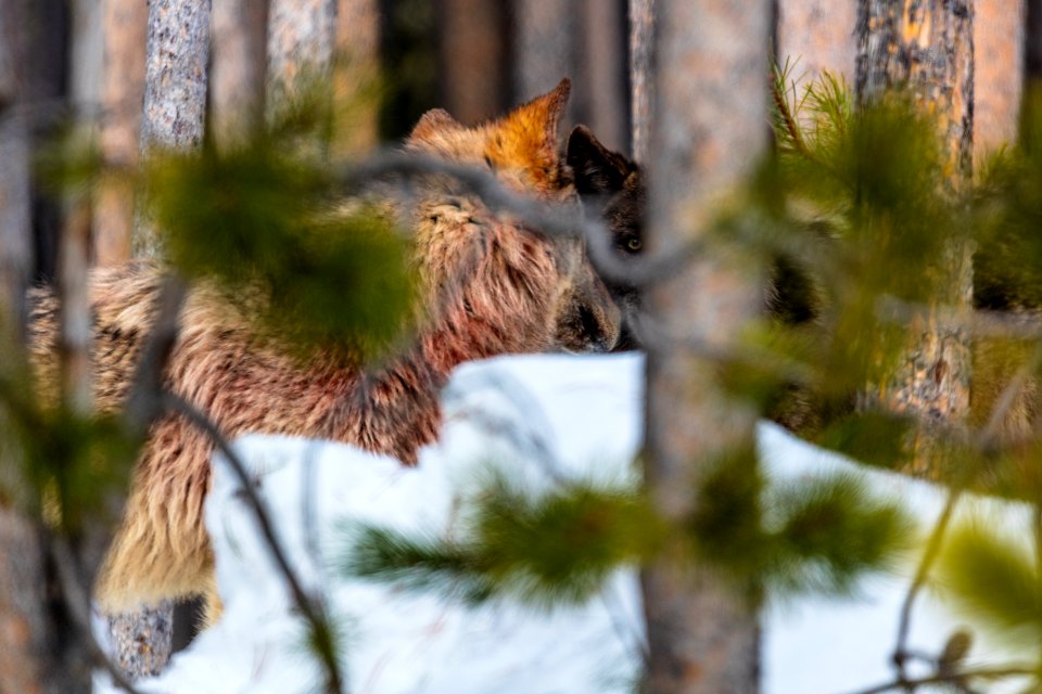 Members of the Canyon Pack gaze through the trees (2)