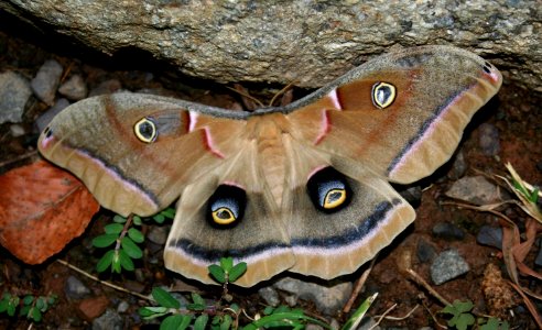 Polyphemus Moth