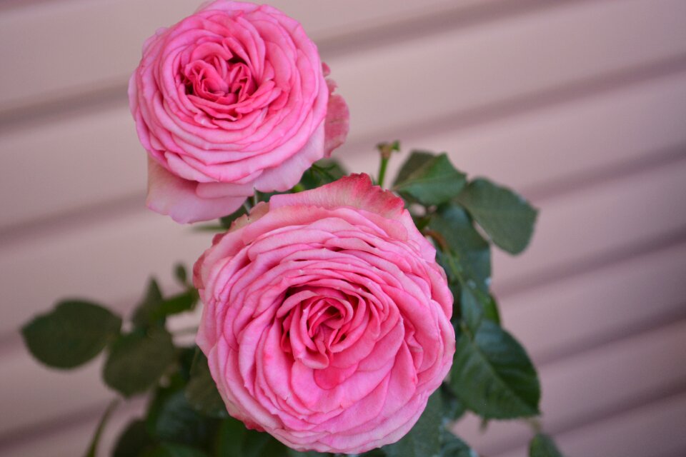 Blossom bloom beauty