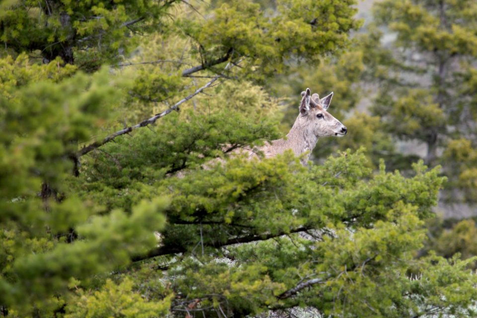 Buck mule deer