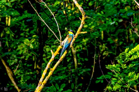 European bee-eater photo