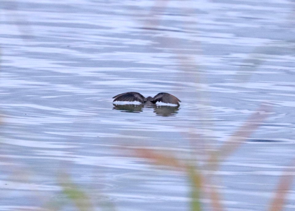 154 - LEAST STORM-PETREL (9-6-2016) amado waste tx pond, pima co, az (2)