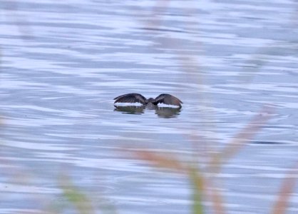 154 - LEAST STORM-PETREL (9-6-2016) amado waste tx pond, pima co, az (2)