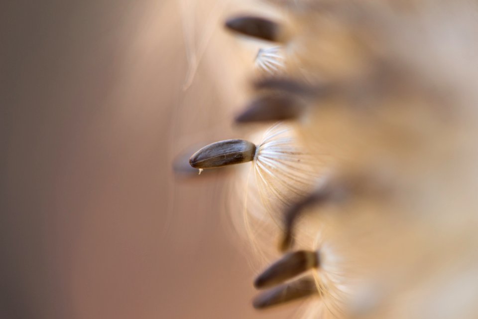 Going to Seed