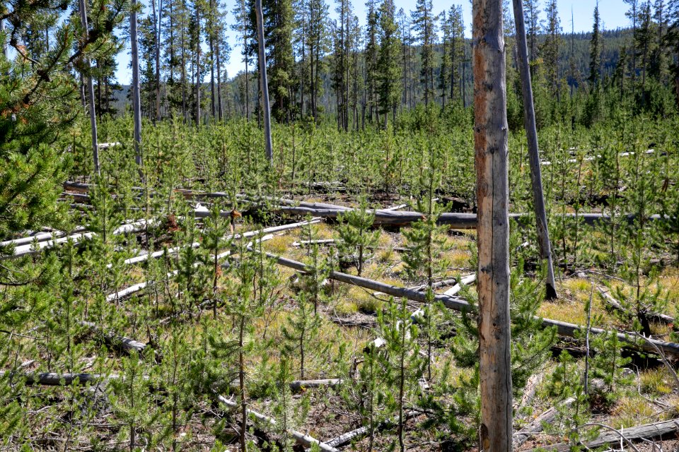 Forest regrowth following a 2007 prescribed fire at Norris Junction.