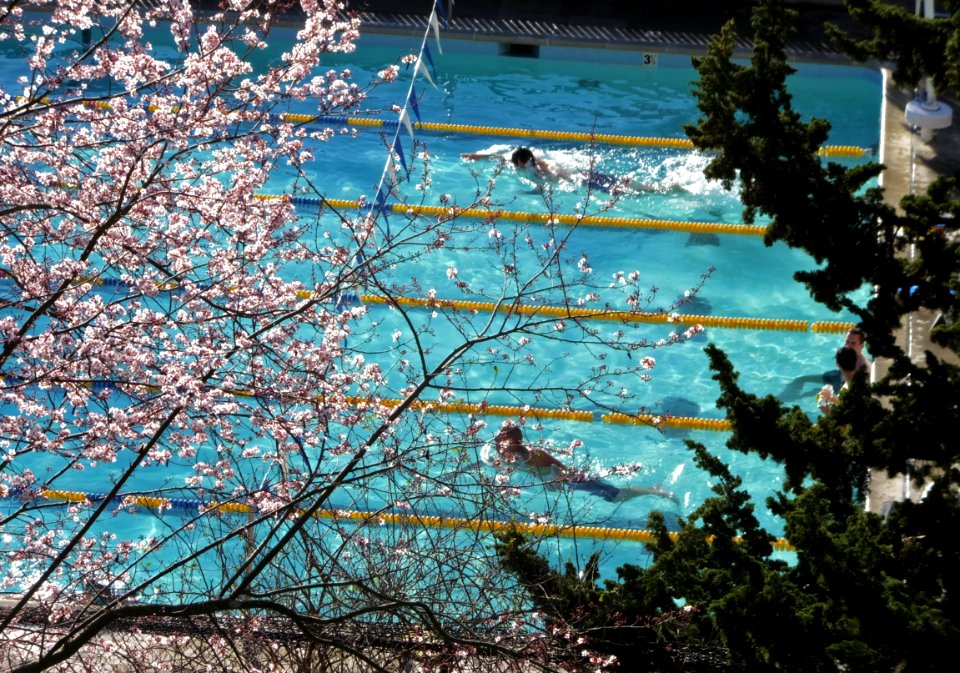 Flowering plum and swimmers, Clark Kerr Campus, Berkeley, 7FEB16