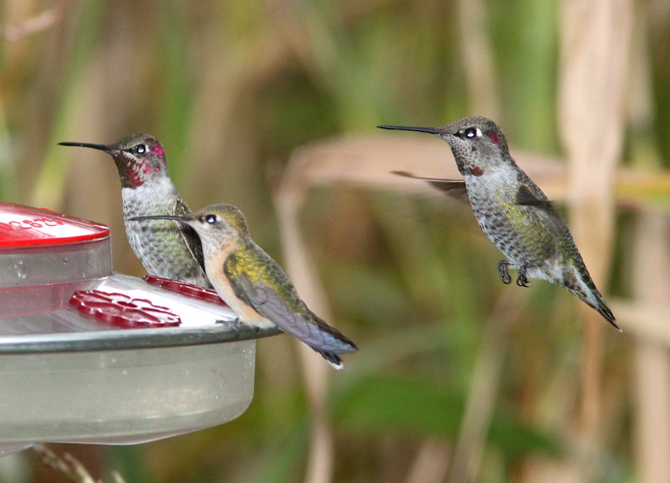 HUMMINGBIRD, CALLIOPE (10-21-10) female or imm male, with Anna's, paton's, patagonia, scc, az - 02