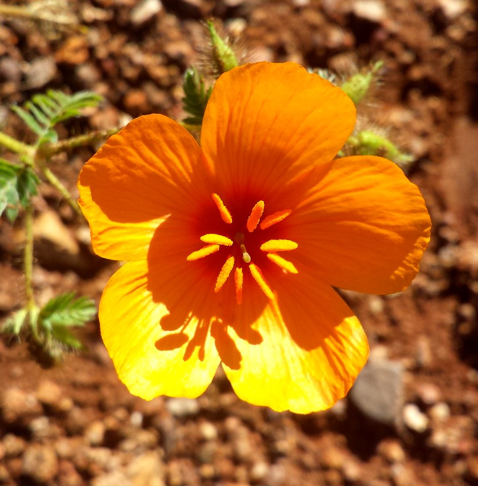 ORANGE CALTROP (Kallstroemia grandiflora) (8-24-2017) 78 circulo montana, patagonia lake ranch estates, scc, az -01
