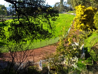 Acacias in bloom, Clark Kerr Track, UC Berkeley, 7FEB16