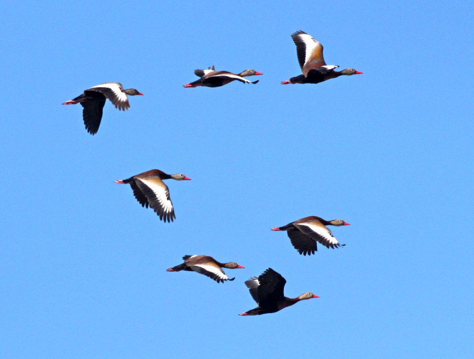 003 - BLACK-BELLIED WHISTLING-DUCKS (5-10-2015) las cienegas nca, pima co, az -02