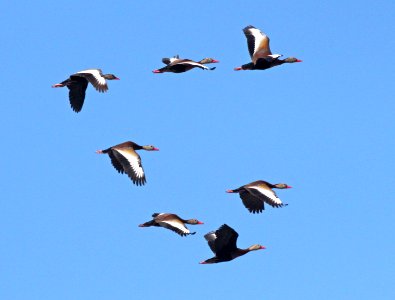 003 - BLACK-BELLIED WHISTLING-DUCKS (5-10-2015) las cienegas nca, pima co, az -02